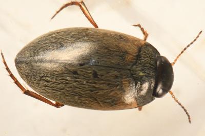 <i>Hydroporus planus</i>