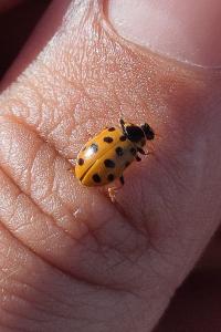 <i>Hippodamia tredecimpunctata</i>