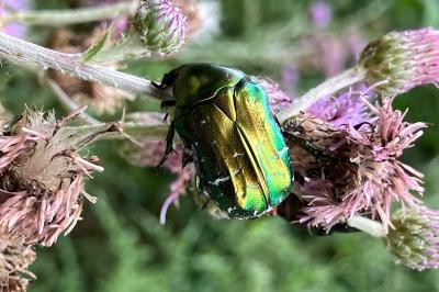 <i>Cetonia aurata</i>