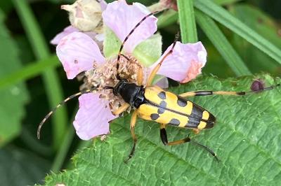 <i>Rutpela maculata</i>