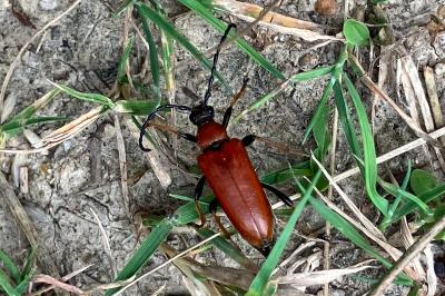 Stictoleptura rubra