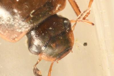 <i>Helochares lividus</i>