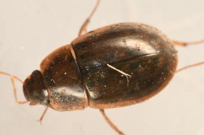 <i>Helochares lividus</i>
