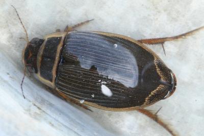 <i>Dytiscus marginalis</i>