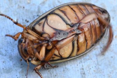 <i>Dytiscus marginalis</i>