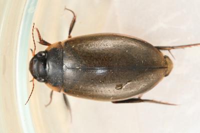 <i>Colymbetes fuscus</i>