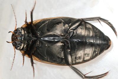 <i>Colymbetes fuscus</i>
