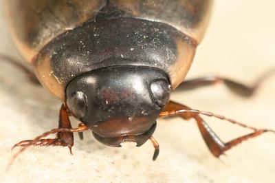 <i>Colymbetes fuscus</i>
