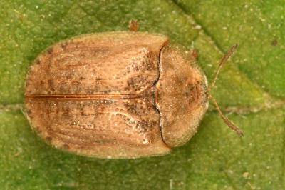 <i>Hypocassida subferruginea</i>