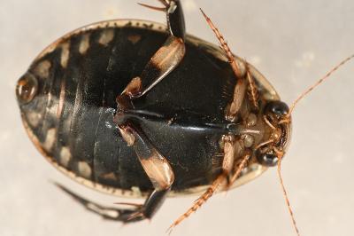 <i>Acilius sulcatus</i>