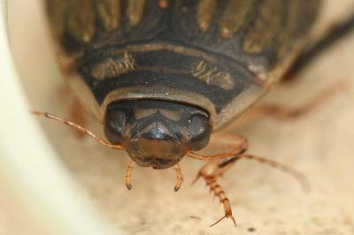 <i>Acilius sulcatus</i>