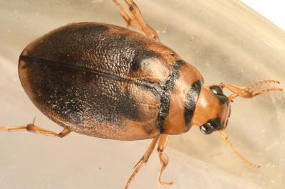 <i>Hygrobia hermanni</i>