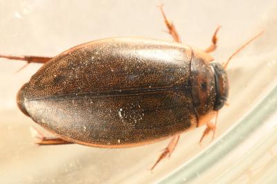 <i>Rhantus suturalis</i>