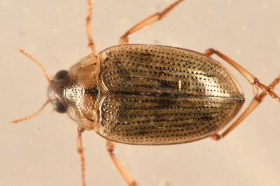 Haliplus lineatocollis