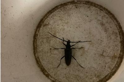 <i>Cerambyx cerdo</i>