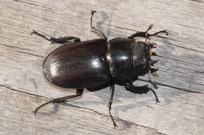 <i>Lucanus cervus</i>