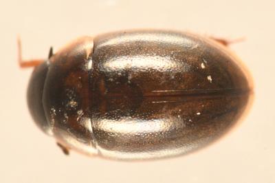 <i>Anacaena limbata</i>