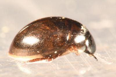 <i>Anacaena limbata</i>