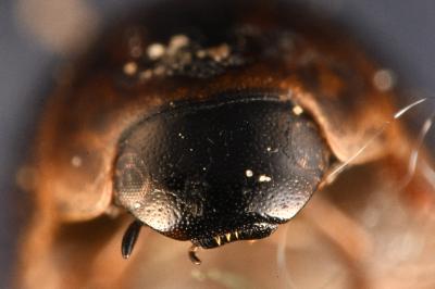 <i>Anacaena limbata</i>