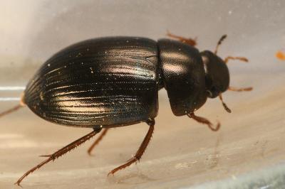 <i>Hydrobius fuscipes</i>