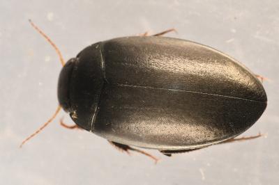 <i>Agabus bipustulatus</i>
