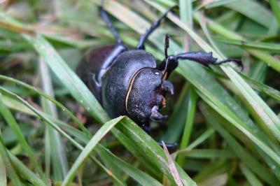 <i>Lucanus cervus</i>