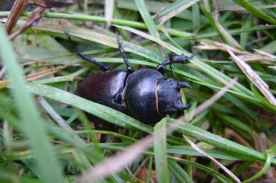 <i>Lucanus cervus</i>