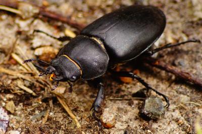 <i>Lucanus cervus</i>