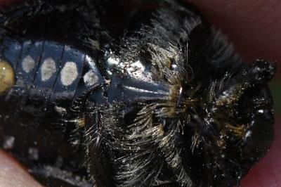 <i>Oxythyrea funesta</i>