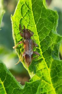 <i>Trichoferus pallidus</i>