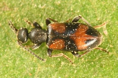 <i>Anthicus antherinus</i>