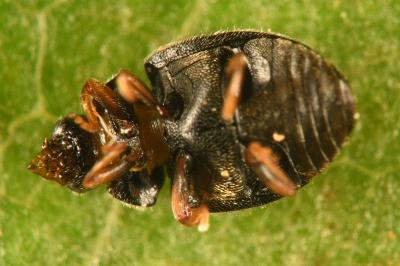 <i>Scymnus rubromaculatus</i>