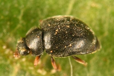 <i>Scymnus rubromaculatus</i>