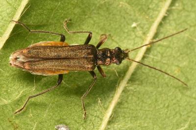 <i>Oedemera flavipes</i>