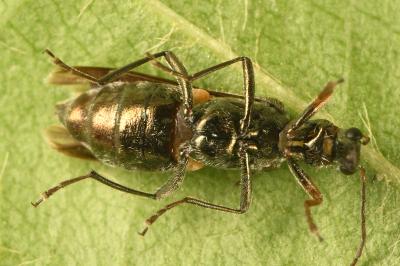 <i>Oedemera flavipes</i>
