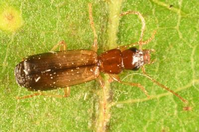 <i>Paradromius linearis</i>