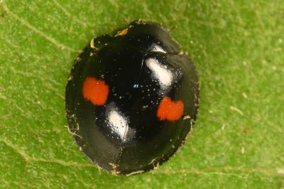 <i>Chilocorus renipustulatus</i>