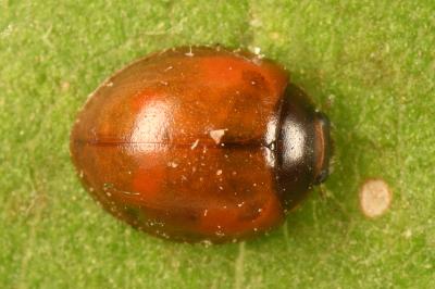 <i>Exochomus quadripustulatus</i>