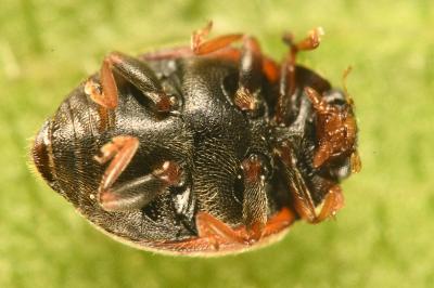 <i>Scymnus interruptus</i>
