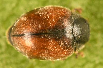 <i>Scymnus interruptus</i>