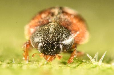 <i>Scymnus interruptus</i>
