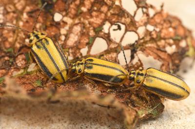 <i>Xanthogaleruca luteola</i>