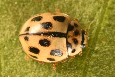 <i>Propylea quatuordecimpunctata</i>