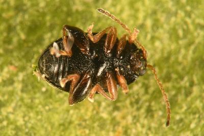 <i>Epitrix pubescens</i>