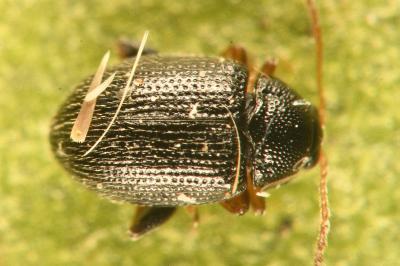 <i>Epitrix pubescens</i>