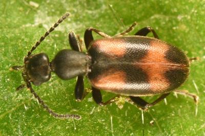<i>Anthicus antherinus</i>