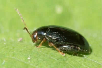 <i>Psylliodes chrysocephala</i>