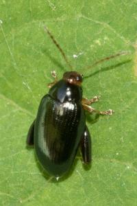 <i>Psylliodes chrysocephala</i>