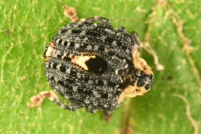 <i>Cionus tuberculosus</i>