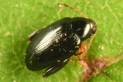 <i>Psylliodes chrysocephala</i>
